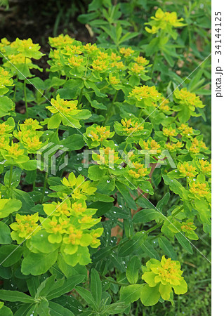 レモンイエローが美しいノウルシ レモンイエローが美しいノウルシ 34144125