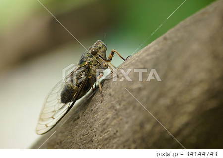 ツクツクボウシの写真素材 [34144743] - PIXTA
