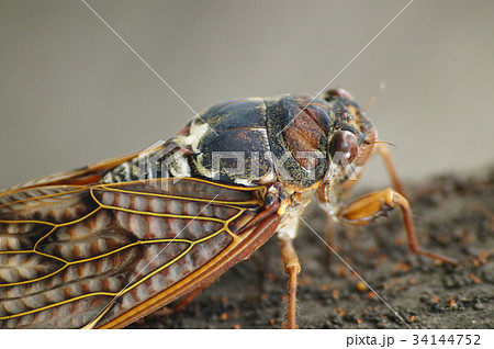 アブラゼミ 34144752