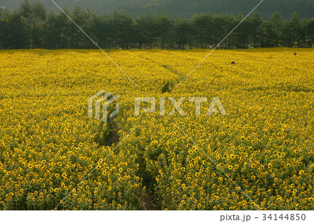 夕暮れに 34144850