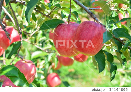 りんご畑 34144896