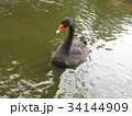 黒鳥 34144909
