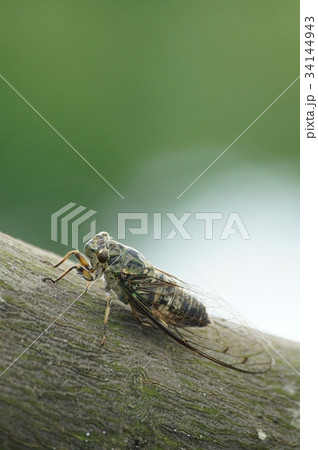 ツクツクボウシの写真素材 [34144943] - PIXTA