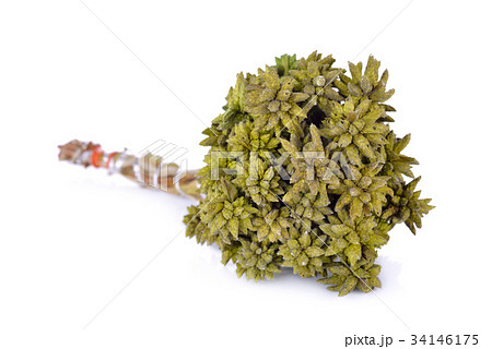bouquet of dyed dry grass flower on white bouquet of dyed dry grass flower on white 34146175