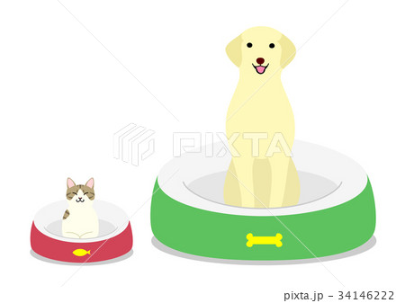 それぞれのベッドに座る犬と猫 34146222