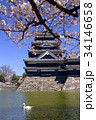 松本城に桜と白鳥 34146658