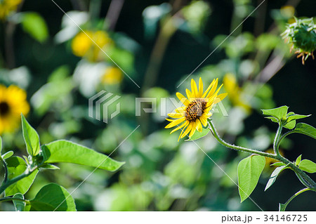 ルドベキアの花 ルドベキアの花 34146725