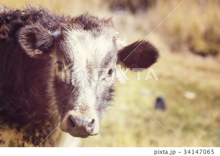 Cow 34147065