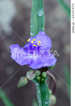 ムラサキツユクサ ムラサキツユクサ 34147474