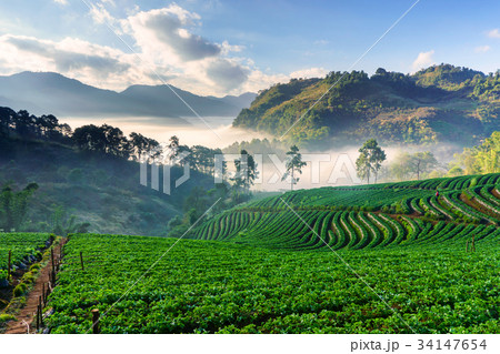 Misty morning sunrise in strawberry garden Misty morning sunrise in strawberry garden 34147654