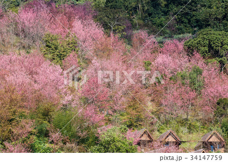 Sakura or Cherry blossom flower bloom Sakura or Cherry blossom flower bloom 34147759