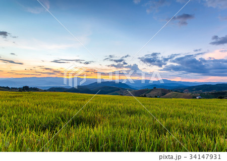 Green Terraced Rice Field in Pa Pong Pieng Green Terraced Rice Field in Pa Pong Pieng 34147931