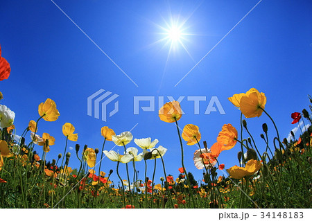 ポピー3020 34148183