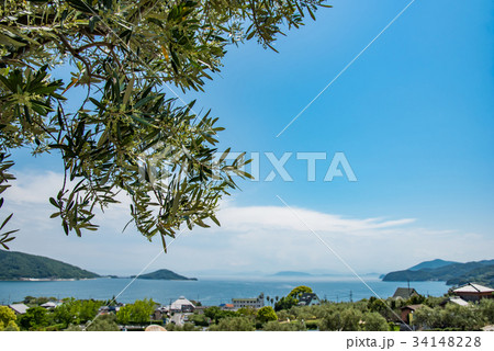 小豆島 道の駅 初夏のオリーブ公園 瀬戸内海 オリーブの花のつぼみの写真素材