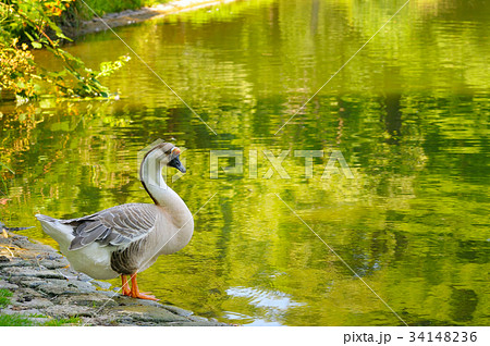 gray goose gray goose 34148236