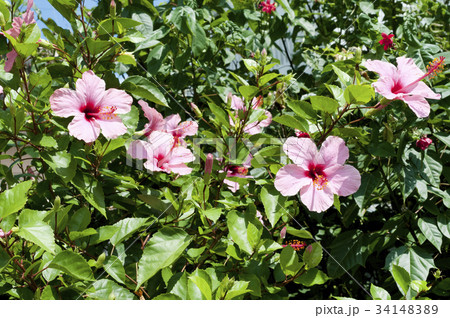 ハイビスカス 34148389