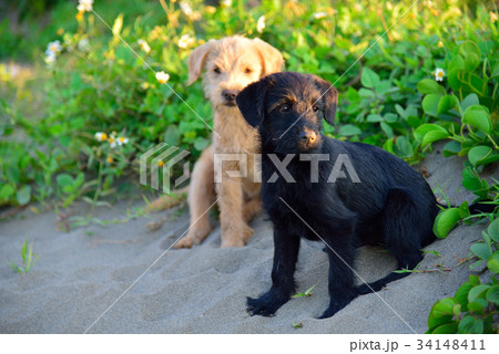 動物 動物学 犬 34148411