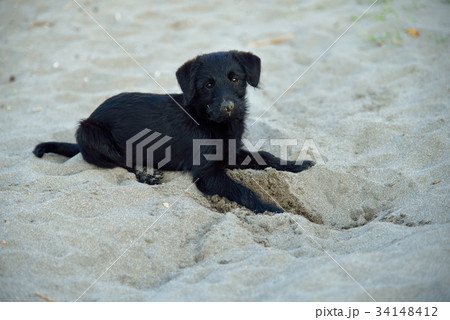 動物 動物学 犬 34148412