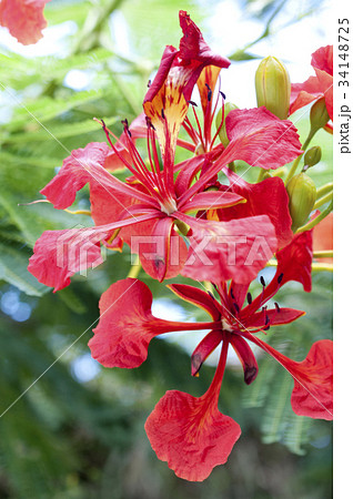 鳳凰木の花 鳳凰木の花 34148725