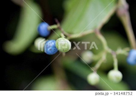 テリハノブドウ 34148752