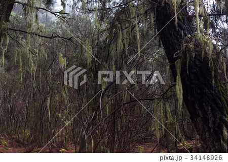 Beard lichen tree. Usnea. Humid forest. Old man s 34148926