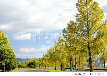 秋・並木のある風景3 秋・並木のある風景3 34149133