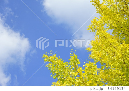 秋空に輝く銀杏 秋空に輝く銀杏 34149134