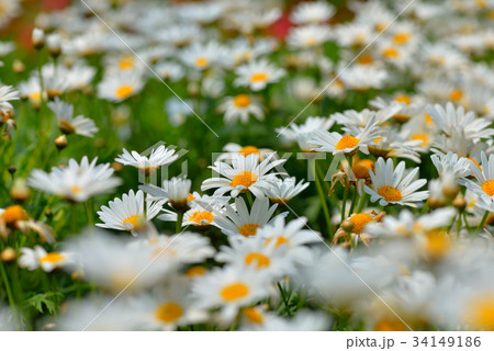 花 フラワー お花 34149186