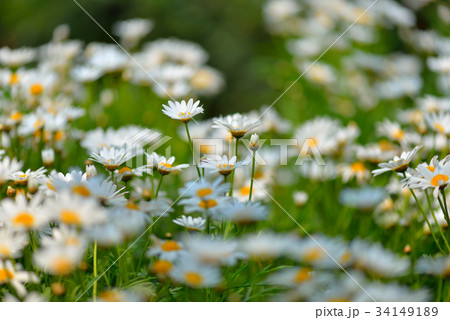 花 フラワー お花 34149189