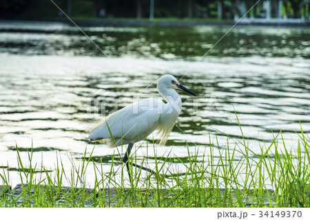 景色 風景 アジア人 34149370