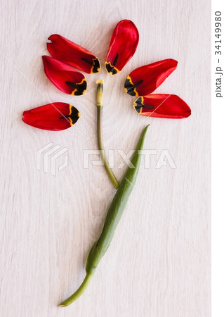 Tulip flower. Creative floristics closeup 34149980