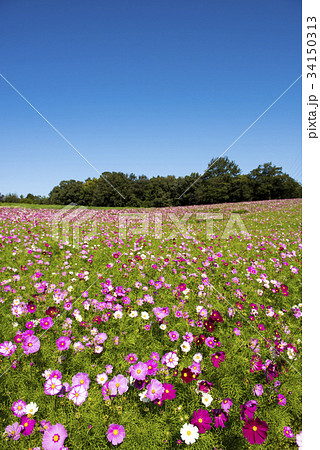 コスモス 34150313