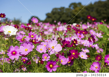 コスモス 34150314