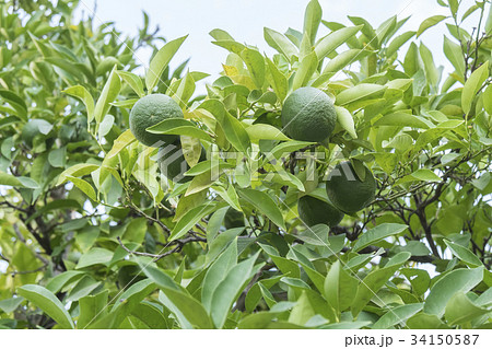 Unripe organge in the tree under the sun Unripe organge in the tree under the sun 34150587