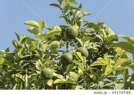 Unripe organge in the tree under the sun Unripe organge in the tree under the sun 34150588