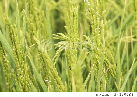 Unripe rice plantation Unripe rice plantation 34150632