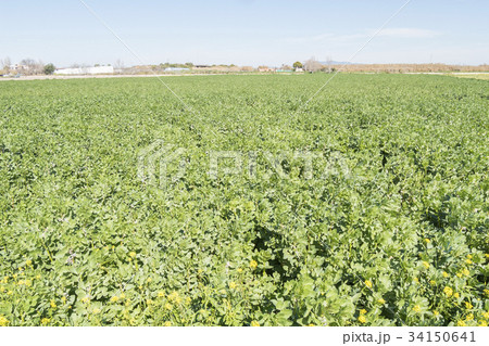 Plantation broad bean blooming Plantation broad bean blooming 34150641