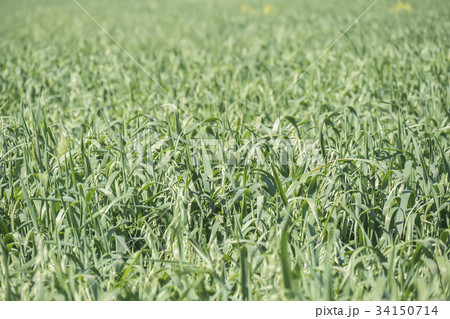 Unripe Oat harvest, green field 34150714