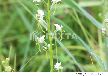 ミズトンボ 34151772