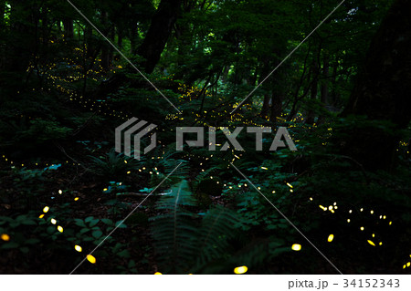林の中で煌めく、ヒメ蛍 34152343