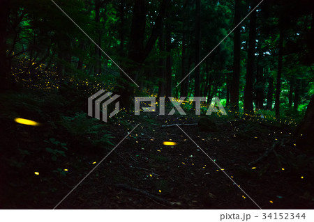 林の中で煌めく、ヒメ蛍 34152344