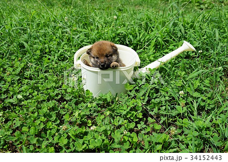 柴犬の赤ちゃんとじょろ 34152443