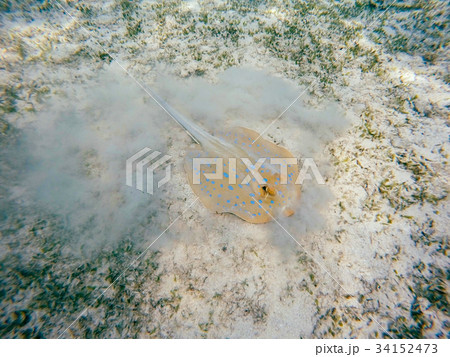 Bluespotted ribbontail ray (Taeniura lymma), Egypt 34152473