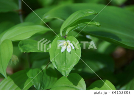 稚児百合　チゴユリ　花言葉は「恥ずかしがりや」 34152803