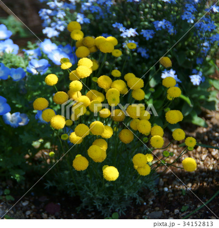 花蛍 ハナホタル 花言葉は 失われた希望 の写真素材