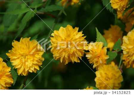 八重山吹　花言葉は「気品」 34152825