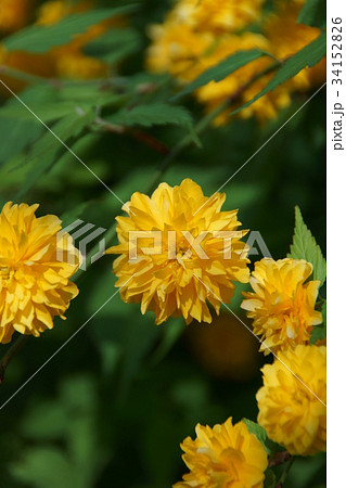 八重山吹 花言葉は 気品 の写真素材