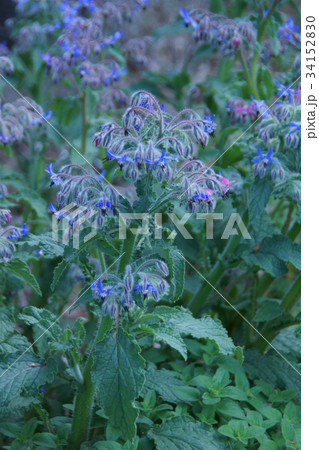 瑠璃萵苣 ルリヂシャ 花言葉は「愁いを忘れる」 瑠璃萵苣 ルリヂシャ 花言葉は「愁いを忘れる」 34152830