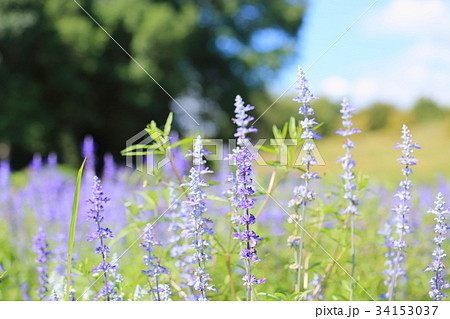 サルビアの花 サルビアの花 34153037