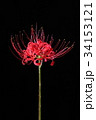 彼岸花 34153121